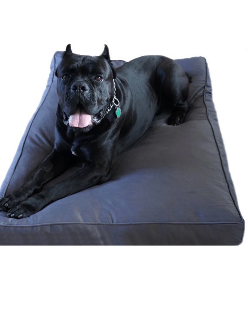 CHEW PROOF DOG BED